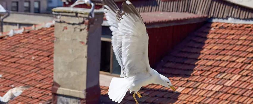 Residential Chimney Animal Removal Solution in Mira Loma, CA